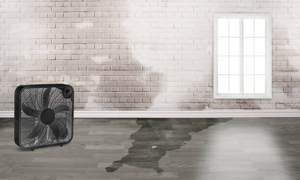 Best Basement water damage restoration  in Triangle, VA